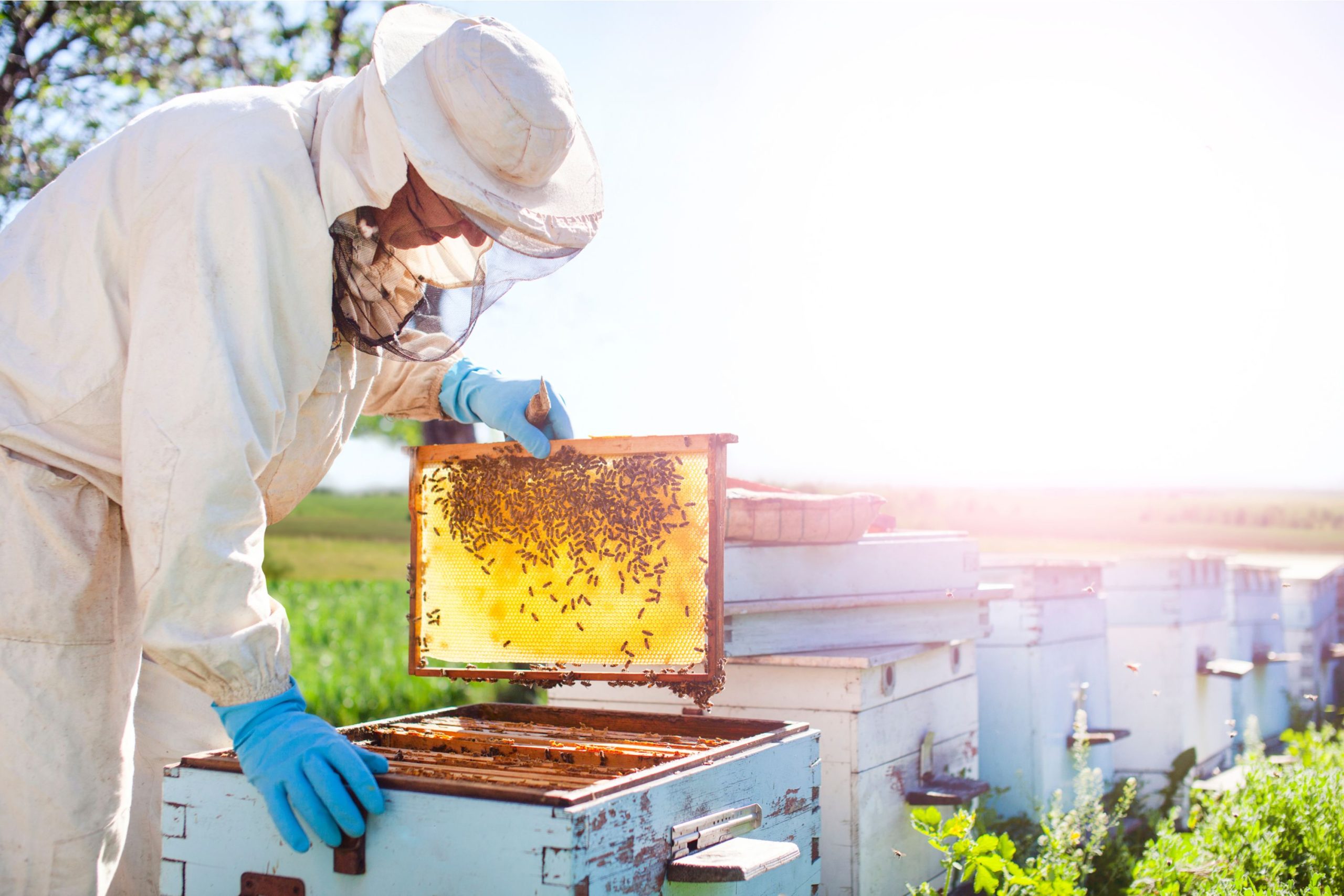 Bee Removal Pest Control
