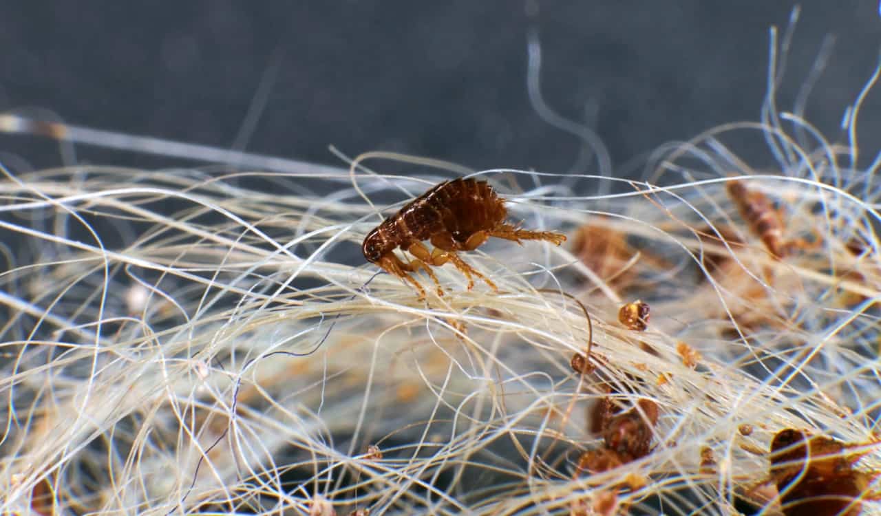 Professional Exterminator For Ticks And Fleas