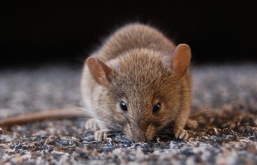 Mice and Rodent Control