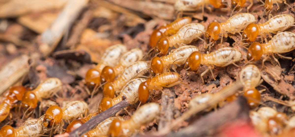 Termite pest inspection
