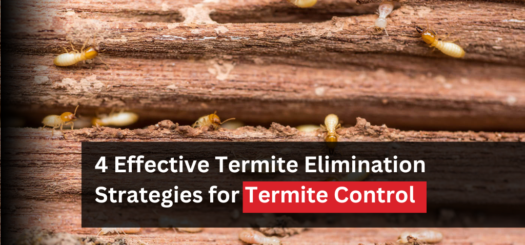 Termite Pest Inspection