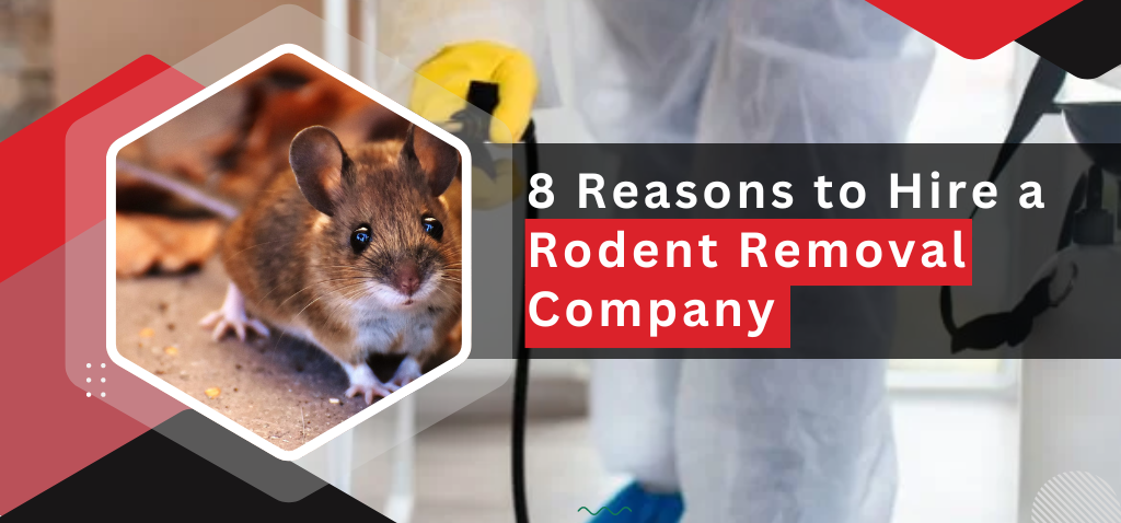 Rodent Removal Company