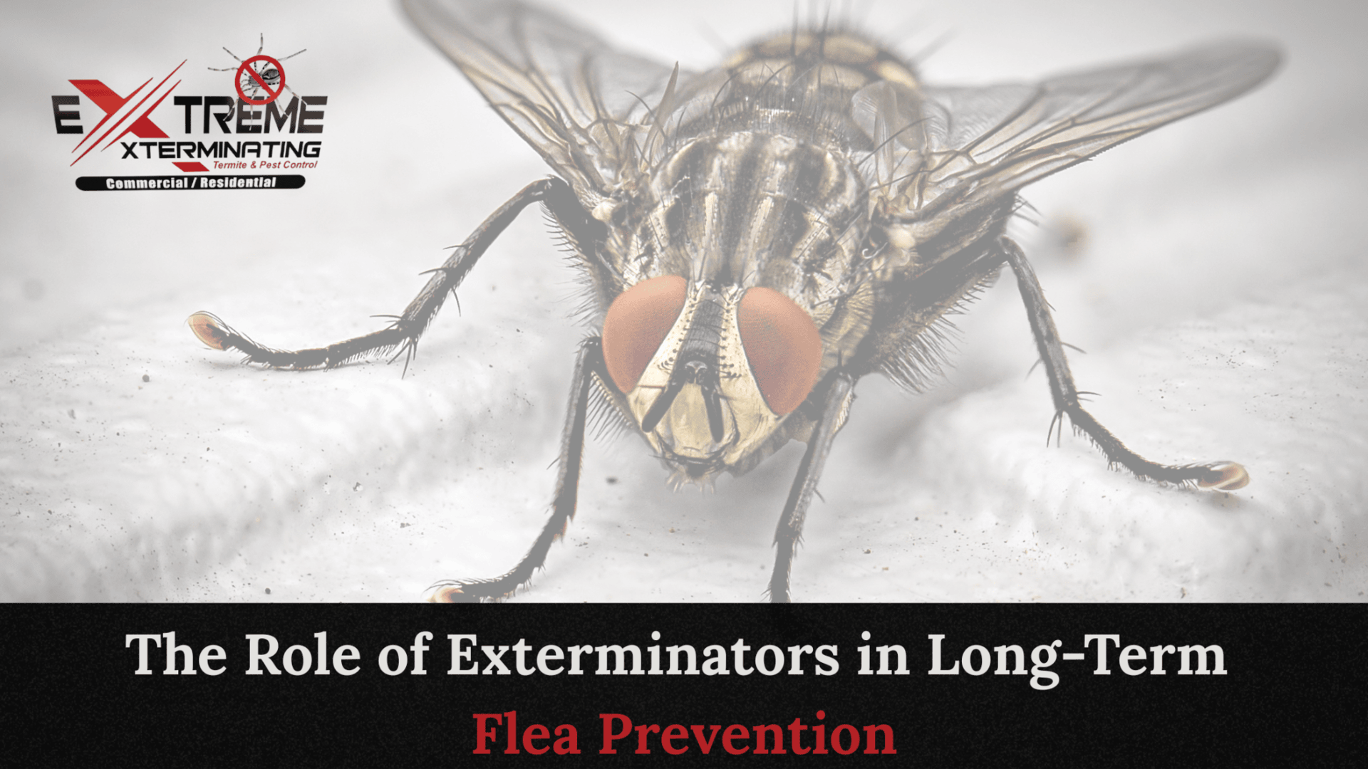 The 10 Best Flea Exterminators Near Me (with Free Quotes)
