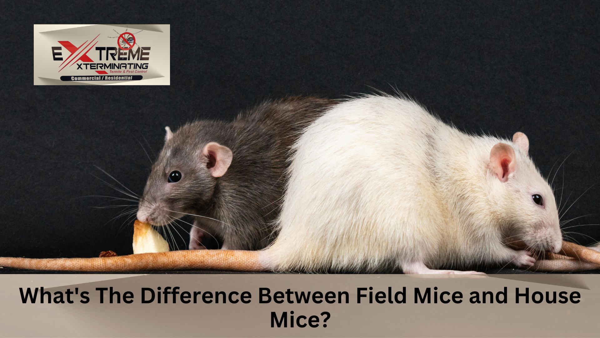 Mice