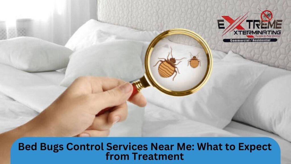 bed bug control