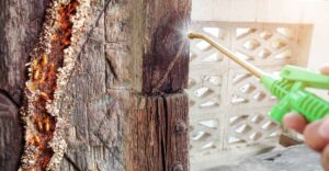Termite Treatment Cost in Dallas